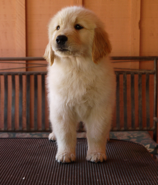Wildfire Golden Retrievers of Arizona, Golden Retrievers, Chandler, AZ